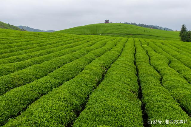 苗鄉(xiāng)茶園:苗王城和五龍茶業(yè)
